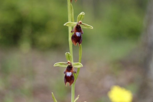 Ophrys insectifera lorraine_audun le tiche_SE 2014