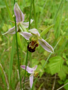 Ophrys apifera (Ophrys abeille) sur le Grand-Voyeux (juin 2013)