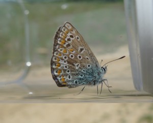 Azuré commun (Polyommatus icarus), petit papillon de la famille des Lycènes