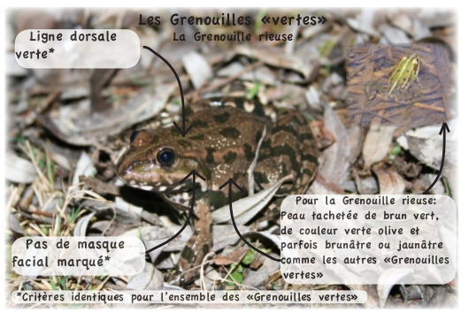 grenouille rieuse